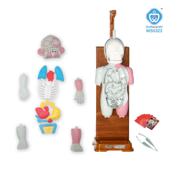 Human body model organ assembly - Image 3